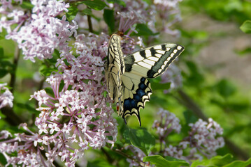 Old World Swallowtail or common yellow swallowtail (Papilio machaon) sitting on pink lilac in Zurich, Switzerland