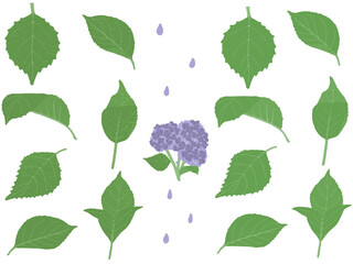 紫陽花の葉っぱ