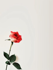 Fototapeta premium Minimalistic photograph of a single red and white rose against a soft white background, evoking simplicity and elegance.
