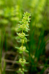 small yellow field flower..