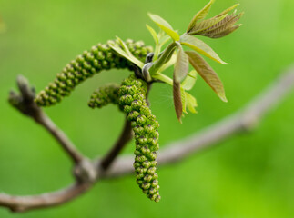 walnut flower