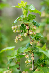 currant flowers..
