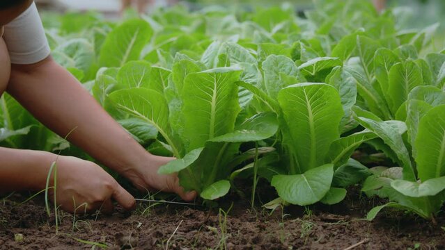 Gardener harvesting a Cos salad in organic farm. Salad harvesting.