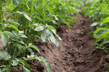 There are many potatoes growing in the field. Agriculture green leaves of potatoes in summer. Colorado beetles love the tuber. Beetles destroy the crop. The potato harvest is ecologically clean