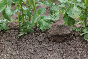 There are many potatoes growing in the field. Agriculture green leaves of potatoes in summer. Colorado beetles love the tuber. Beetles destroy the crop. The potato harvest is ecologically clean
