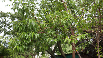 The peach tree is still green. Fruit ripening on the tree. Summer time, green leaves