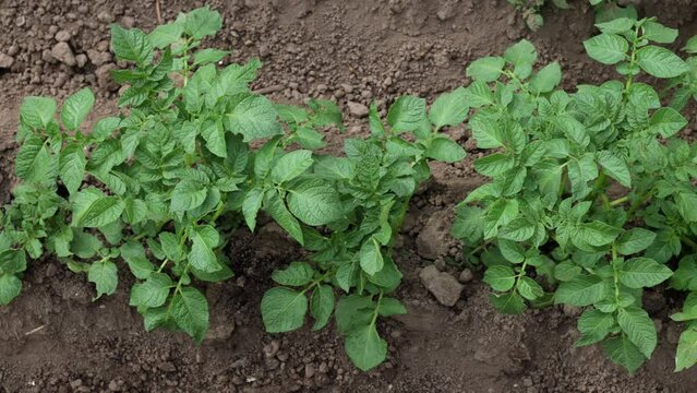 There are many potatoes growing in the field. Agriculture green leaves of potatoes in summer. Colorado beetles love the tuber. Beetles destroy the crop. The potato harvest is ecologically clean