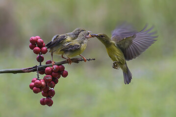 Obraz premium Olive backed sunbirds feed their chicks
