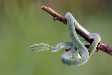 Lesser Sunda pit viper (Trimeresurus insularis) on a tree branch