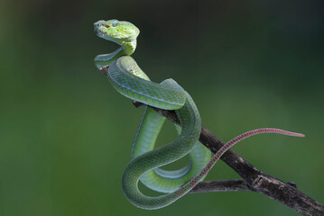 Lesser Sunda pit viper (Trimeresurus insularis) on a tree branch