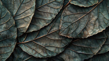 Natural Leaf Design