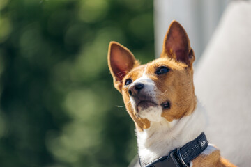 Closeup of light brown and white Basenji dog laying down looking curiously in another direction