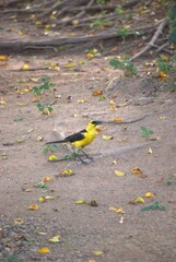 Una gran cantidad de aves podemos encontrar,la mayoria acuaticas como...