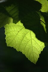 Una region donde el verde en montañas y arboles es mayoria,combinado con el maravilloso azul del cielo.
