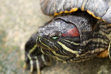 A close up of a red-eared slider turtle