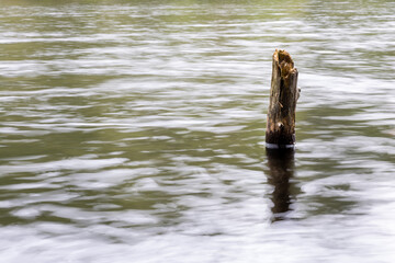 A longe log standing upright surrounded by green forest water