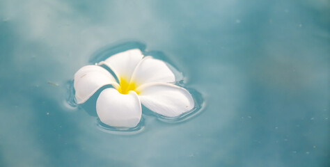 A Plumeria flower floats on the water in a pond. White tropical frangipani flower. Tropical landscape of beautiful plants and flowers. The concept of calm and tranquility.