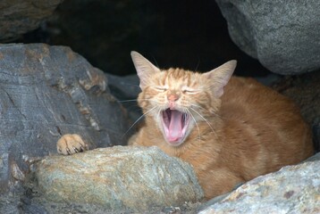 Como en cualquier otro pais podemos encontrar muchos tipos de gatos,felinos preparados pa vivir en...