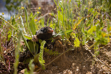 Mole in Vegetation