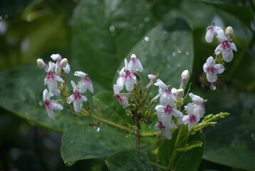 Gran cantidad de flores silvestres,engalanan el paisaje y llenan de dulces aromas el ambiente.