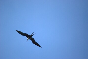 Una gran cantidad de aves podemos encontrar,la mayoria acuaticas como pelicanos,gaviotas,fragatas,aves de corral como gallinas,y otros tipos de pajaros.