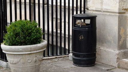 Squirrel on trash can near potted plant and fence