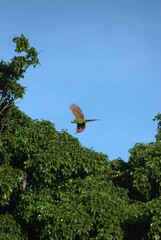 Una gran cantidad de aves podemos encontrar,la mayoria acuaticas como...