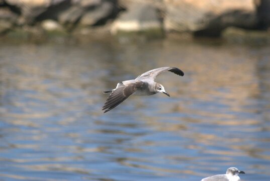 Una gran cantidad de aves podemos encontrar,la mayoria acuaticas como pelicanos,gaviotas,fragatas,aves de corral como gallinas,y otros tipos de pajaros.