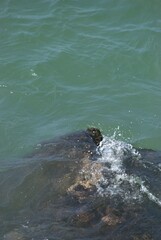 Obraz premium El denominador comun de la region es el agua,desde unas playas de colores esmeralda hasta los numerosos rios de agua dulce.