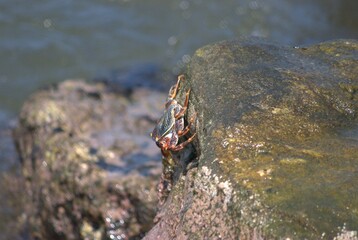 Los cangrejos aunque hacen sus casas en la arena pasan sus dias en las rosas tomando sol y alimentandose.