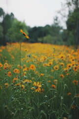 a cluster of yellow flowers that stand out