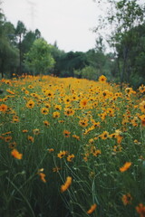 clusters of yellow flowers
