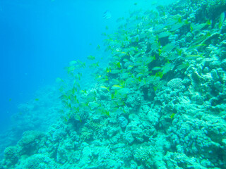 underwater life