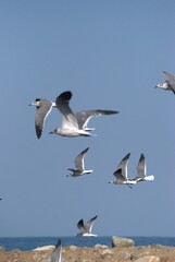 Una gran cantidad de aves podemos encontrar,la mayoria acuaticas como...
