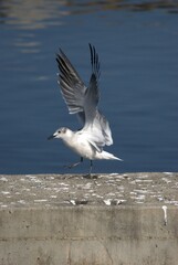 Una gran cantidad de aves podemos encontrar,la mayoria acuaticas como...