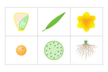 Characteristics of monocots. Seed, leaf, flower, pollen, stem, root.