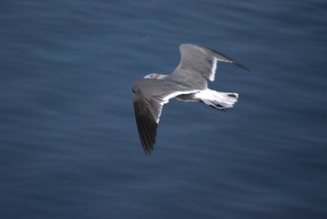 Una gran cantidad de aves podemos encontrar,la mayoria acuaticas como pelicanos,gaviotas,fragatas,aves de corral como gallinas,y otros tipos de pajaros.