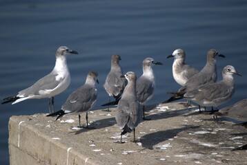 Obraz premium Una gran cantidad de aves podemos encontrar,la mayoria acuaticas como pelicanos,gaviotas,fragatas,aves de corral como gallinas,y otros tipos de pajaros.