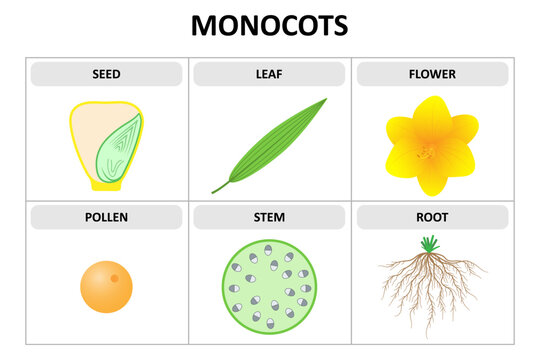 Characteristics of monocots. Seed, leaf, flower, pollen, stem, root. Diagram.
