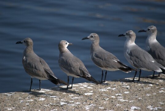 Una gran cantidad de aves podemos encontrar,la mayoria acuaticas como pelicanos,gaviotas,fragatas,aves de corral como gallinas,y otros tipos de pajaros.