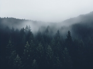 Minimalist photography captures the mystique of fog over the forest