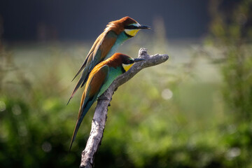 Couple of European bee-eater (Merops apiaster) perched on a branch. Nature reserve of the Isonzo...