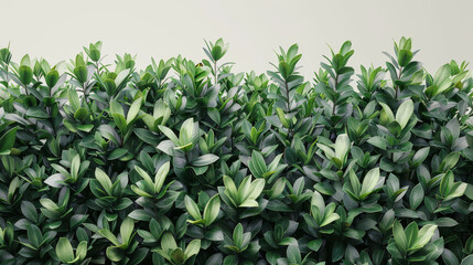 Green leaves of a plant or bush with a blurred background