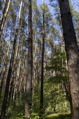 Fototapeta premium pine forest with tall trees against a blue sky background