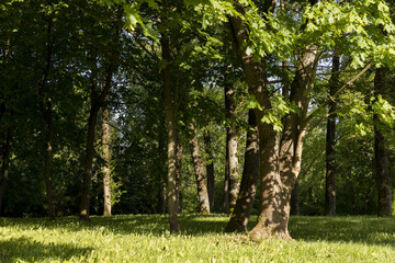 maples and other deciduous trees in the park in spring