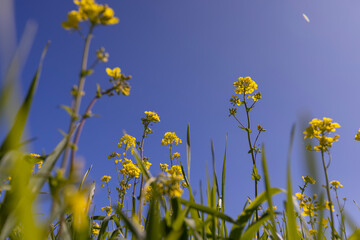 rapeseed blooming in a field with yellow flowers