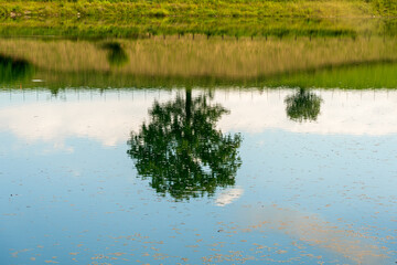 reflection of two trees in the calm waters of a lake on a sunny day