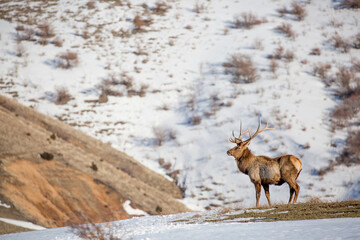 Deer in the snow against the sky and mountains. A herd of wild deer.