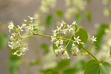 A blooming branch of Cionura erecta is only one species of its genus, a perennial plants found through the Mediterranean regions
