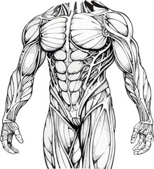 Hybrid Human Body Diagram Drawing Vector